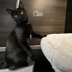 Thumbnail photo of Cleo #1