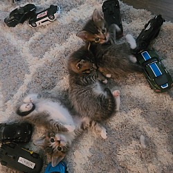 Photo of Farrow’s kittens