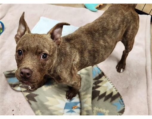 Fort Lauderdale, FL - American Staffordshire Terrier. Meet LITTLE ...