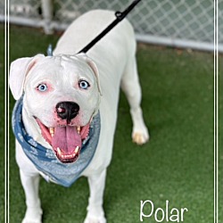 Thumbnail photo of POLAR #2