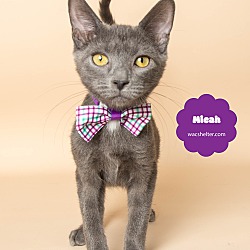 Thumbnail photo of MICAH #1