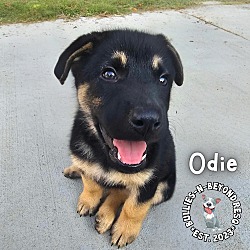 Thumbnail photo of Odie #1