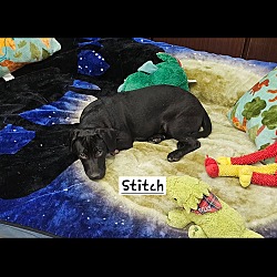 Thumbnail photo of Stitch #3