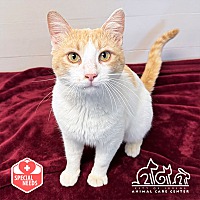 adopt a pet