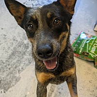 adopt a pet