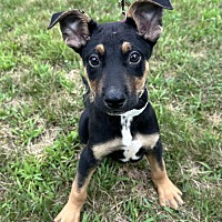 adopt a pet