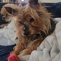 adopt a pet