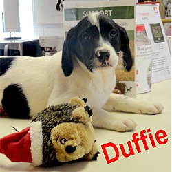 Thumbnail photo of Duffie #1