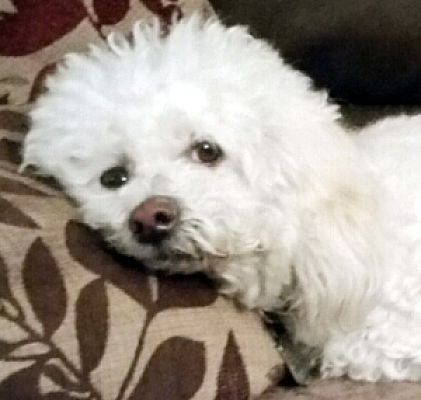 Las Vegas Nv Bichon Frise Meet Rango A Pet For Adoption Adoptapet Com