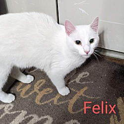 Photo of FELIX