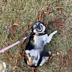 bonded pet photo