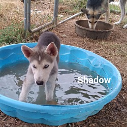 Thumbnail photo of Shadow1 #2