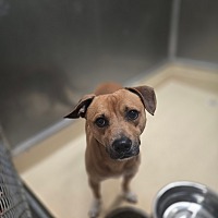 adopt a pet
