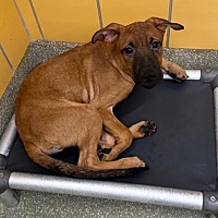 adopt a pet
