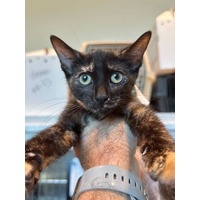 adopt-pet