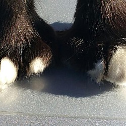 Thumbnail photo of Derby with many many toes #1