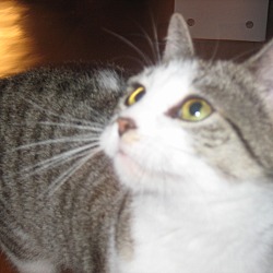 Thumbnail photo of Kitty Scarlet #3