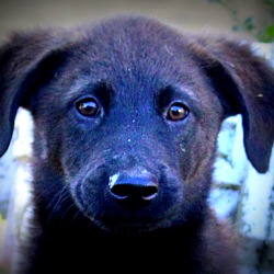 Thumbnail photo of Hunter~adopted! #2