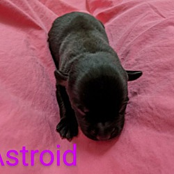 Thumbnail photo of Asteroid #2