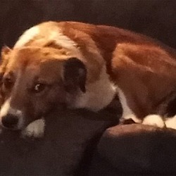 Photo of Gizmo