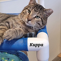 Thumbnail photo of Kuppa #1
