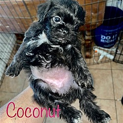 Thumbnail photo of Kiwi Pup Coconut #2
