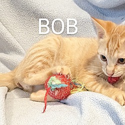 Thumbnail photo of Bob #3