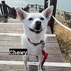 Thumbnail photo of Chewy #3