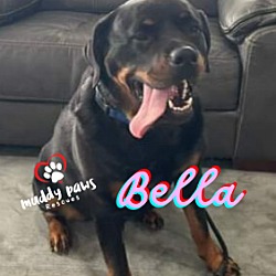 Thumbnail photo of Bella (Courtesy Post) #3