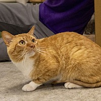 adopt a pet
