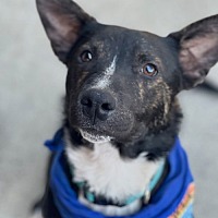 adopt a pet