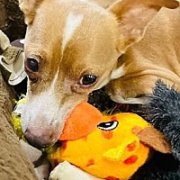 adopt a pet