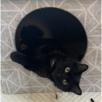 adopt-pet