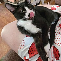 adopt a pet