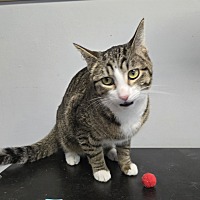 adopt-pet