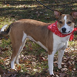 Thumbnail photo of Sweet Jersey ~ ADOPTED! #3