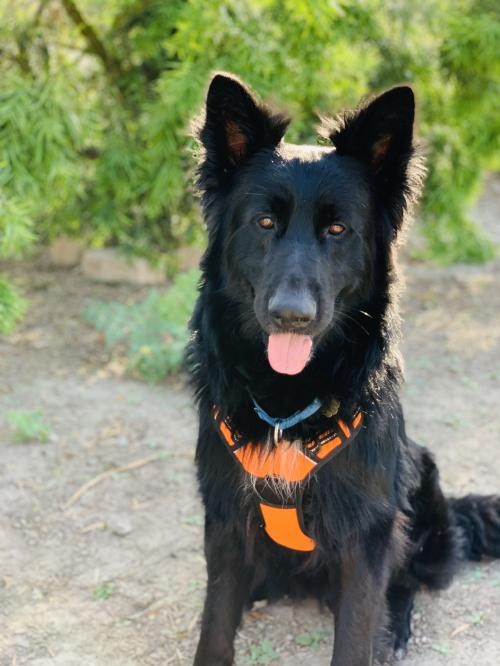 Adopt Blaze a Black Belgian Tervuren / German Shepherd Dog / Mixed dog ...