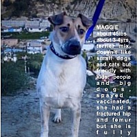 adopt a pet