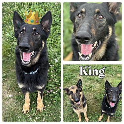 Photo of King - bonded to Bella