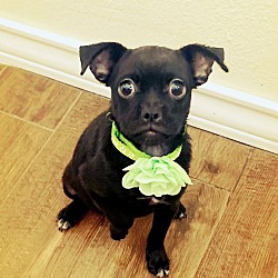 Photo of Petunia