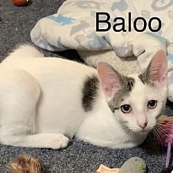 Thumbnail photo of Baloo #1