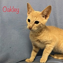 Thumbnail photo of Oakley #4