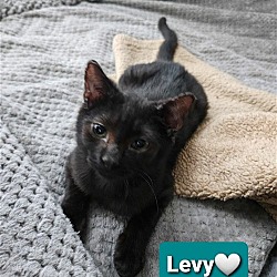 Photo of Levy