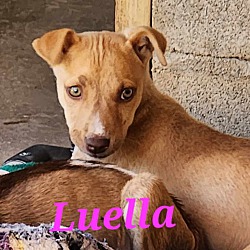 Photo of Luella