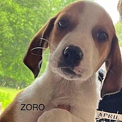 Photo of Zoro
