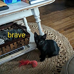 Thumbnail photo of Brave & Follower #2