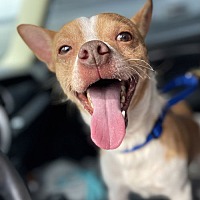 adopt a pet