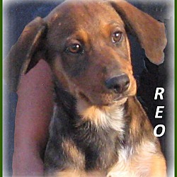 Thumbnail photo of Reo-Adoption Pending #3