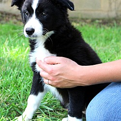 Thumbnail photo of Dingo~adopted! #2