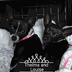 Thumbnail photo of Thelma bonded with Louise #2